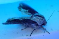Egira conspicillaris