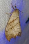 Falcaria lacertinaria