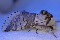 Furcula furcula