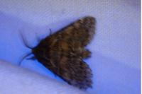 Gluphisia crenata