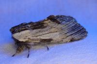 Harpyia milhauseri