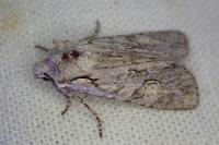 Lithophane ornitopus
