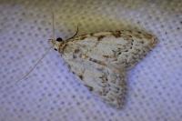 Nola confusalis