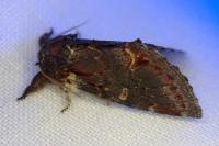 Notodonta dromedarius