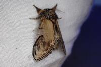 Notodonta ziczac