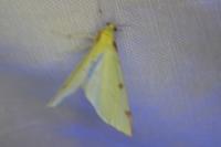 Opisthograptis luteolata