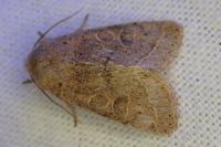 Orthosia cerasi