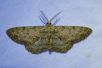 Peribatodes rhomboidaria