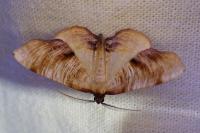 Plagodis dolabraria