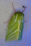 Pseudoips prasinanus