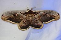 Saturnia pyri
