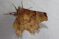 Selenia lunularia