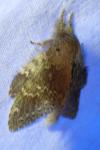 Stauropus fagi