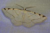 Stegania trimaculata
