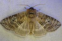 Tethea ocularis