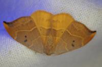 Watsonalla binaria