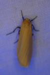 Wittia sororcula