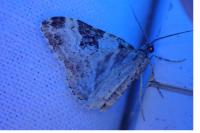 Xanthorhoe fluctuata