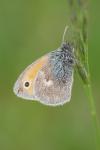 Coenonympha pamphilus