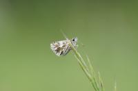 Pyrgus malvae