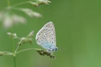Polyommatus icarus