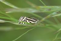 Emmelia trabealis