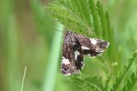 Tyta luctuosa