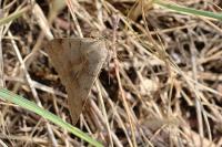 Minucia lunaris