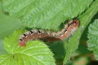 Lasiocampa quercus