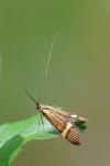 Nemophora degeerella