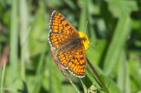 Melitaea parthenoides