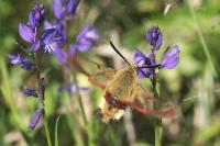 Hemaris fuciformis