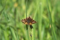 Euclidia glyphica