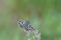 Pyrgus malvae