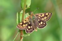 Carterocephalus palaemon