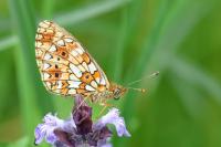 Boloria selene