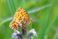 Boloria selene