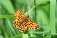 Boloria selene