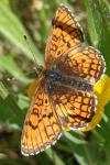 Melitaea parthenoides