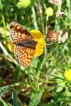 Melitaea parthenoides
