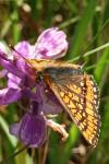 Euphydryas aurinia