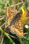 Euphydryas aurinia