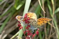 Lycaena tityrus