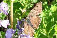 Lycaena tityrus