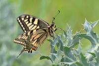 Papilio machaon
