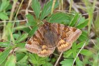 Euclidia glyphica