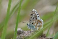 Lysandra bellargus