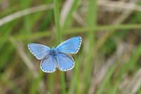 Lysandra bellargus