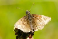 Erynnis tages