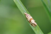 Aethes hartmanniana
